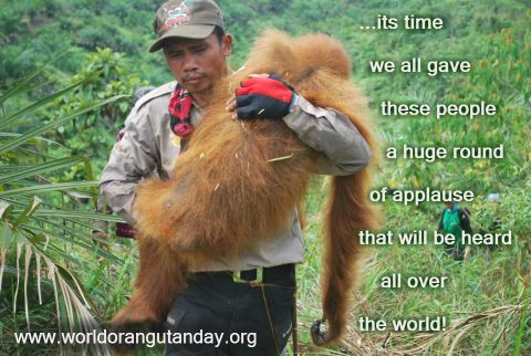 orangutan, kalimantan, sumatra