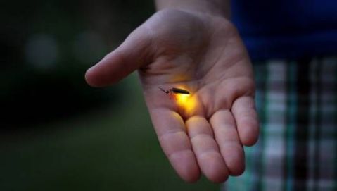 firefly_glow.jpg.560x0_q80_crop-smart